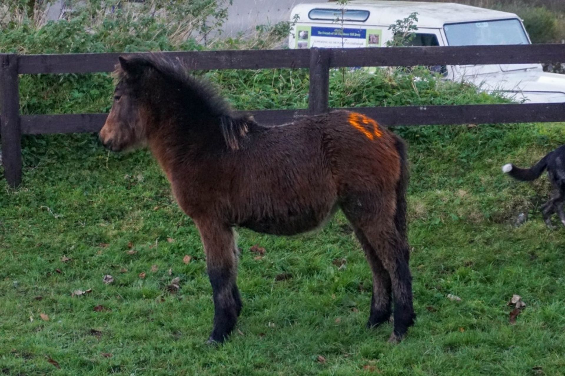 DARTMOOR HILL PONY FILLY APPROX 6 MONTHS OLD - Image 2 of 7