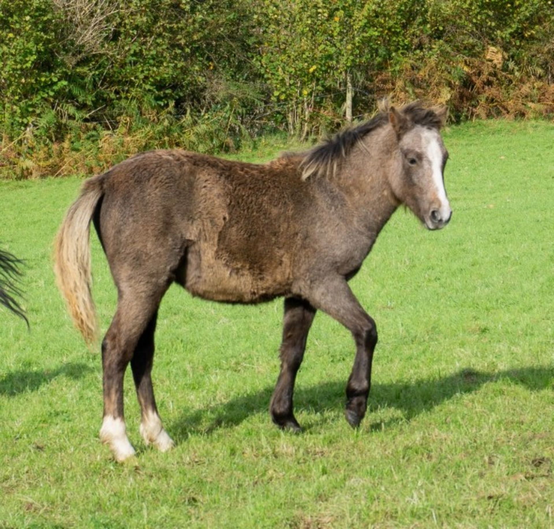 'CHINKWELL LADY GREY' DARTMOOR HILL PONY FILLY APPROX 6 MONTHS OLD - Image 3 of 3