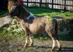 SHETLAND X DARTMOOR HILL PONY FILLY APPROX 6 MONTHS OLD