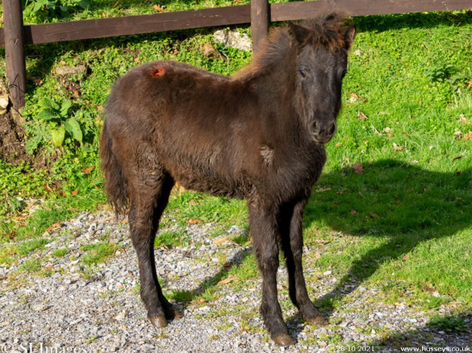 DARTMOOR HILL PONY FILLY APPROX 6 MONTHS OLD