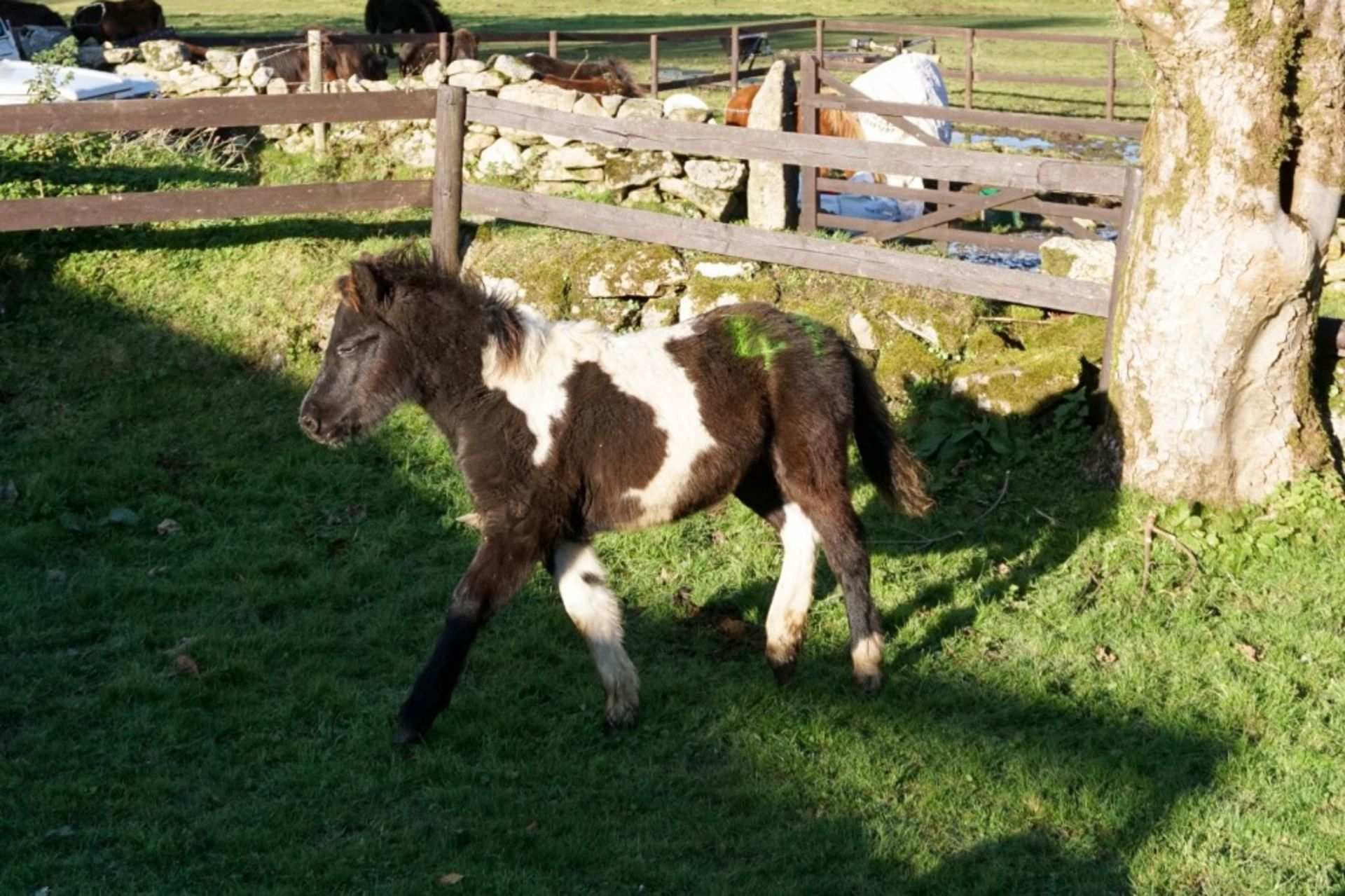 'SHERRIL CRACKLE' DARTMOOR HILL PONY PIEBALD FILLY APPROX 6 MONTHS OLD