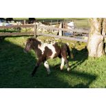 'SHERRIL CRACKLE' DARTMOOR HILL PONY PIEBALD FILLY APPROX 6 MONTHS OLD