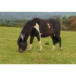 DARTMOOR HILL PONY BAY & WHITE MARE 3 YEARS OLD