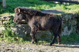 SHETLAND FILLY APPROX 6 MONTHS OLD