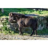 SHETLAND FILLY APPROX 6 MONTHS OLD