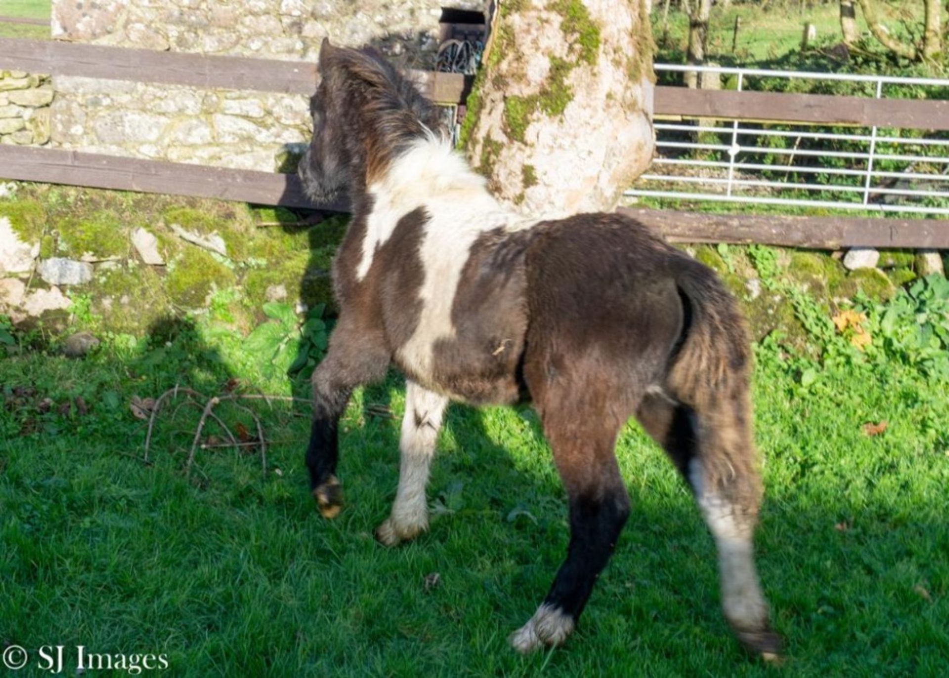 'SHERRIL CRACKLE' DARTMOOR HILL PONY PIEBALD FILLY APPROX 6 MONTHS OLD - Image 4 of 4