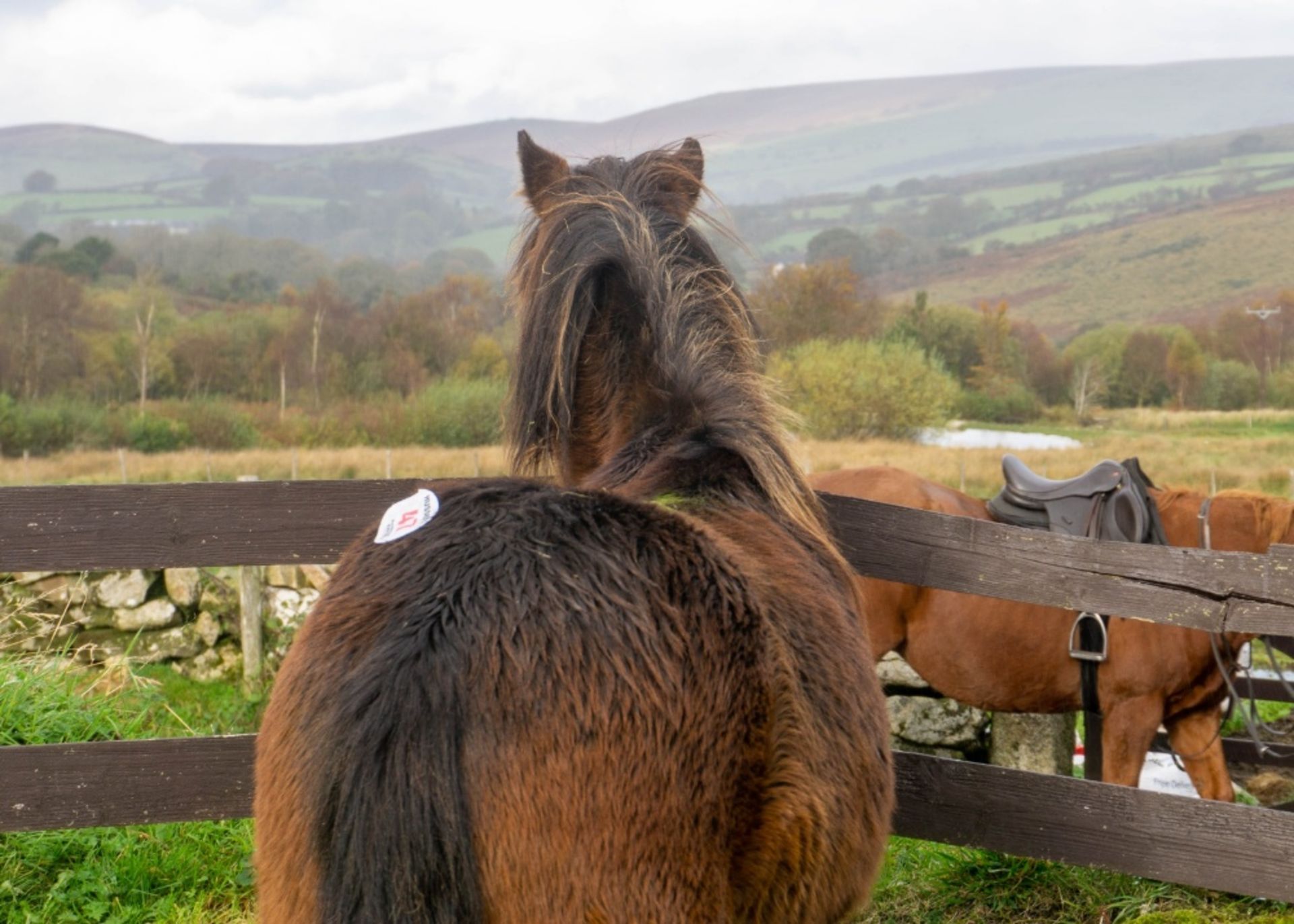 DARTMOOR HILL PONY COLT APPROX 18 MONTHS OLD - Image 3 of 5