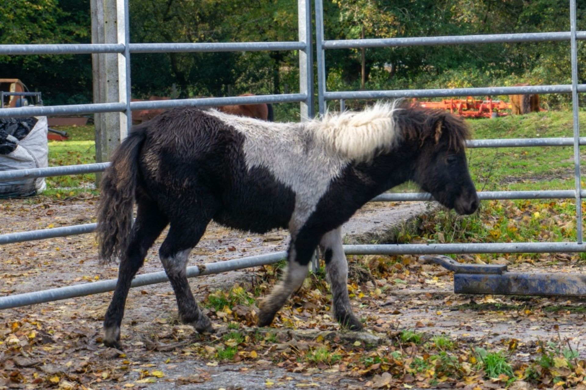 'CHINKWELL SAINT LAURENT' SHETLAND X DARTMOOR HILL PONY PIEBALD COLT APPROX 6 MONTHS OLD - Image 2 of 2
