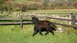 DARTMOOR HILL PONY FILLY APPROX 6 MONTHS OLD