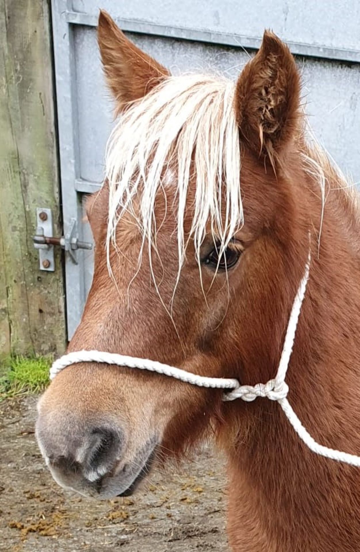 CHESTNUT SHETLAND MARE 10 YRS OLD REGISTERED WITH THE BRITISH SPOTTED PONY SOCIETY - Image 3 of 12