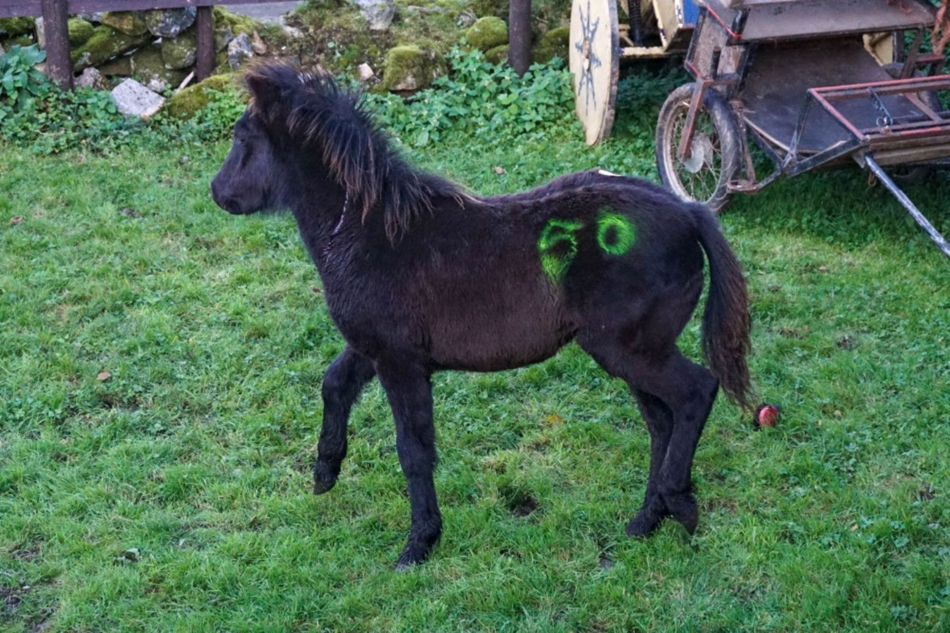 DARTMOOR HILL PONY COLT APPROX 6 MONTHS OLD - Image 2 of 2