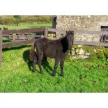 DARTMOOR HILL PONY COLT APPROX 6 MONTHS OLD