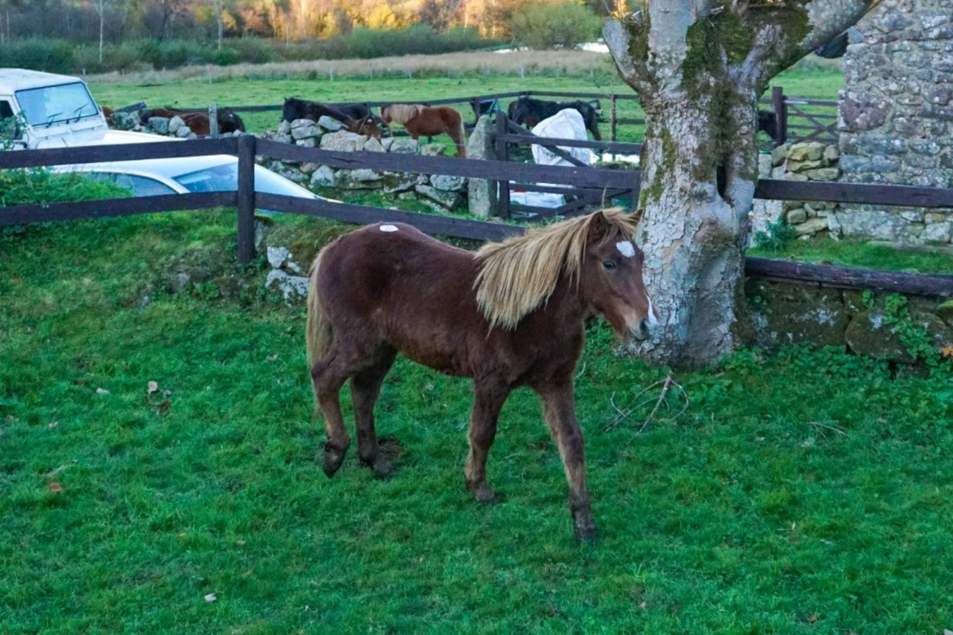 DARTMOOR HILL PONY CHESTNUT COLT APPROX 18 MONTHS OLD - Image 2 of 4
