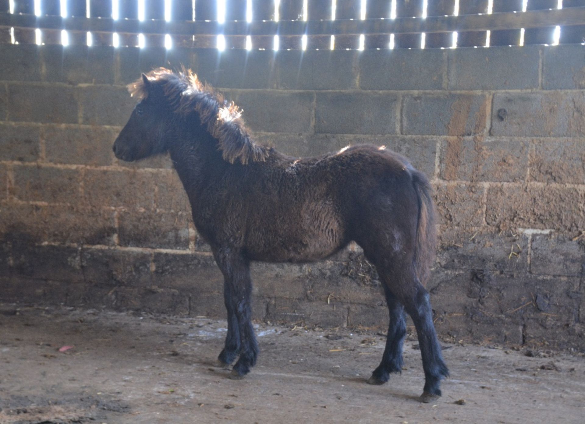 'BLACKATOR KEIRA' DARTMOOR HILL PONY DARK BAY FILLY APPROX 6 MONTHS OLD