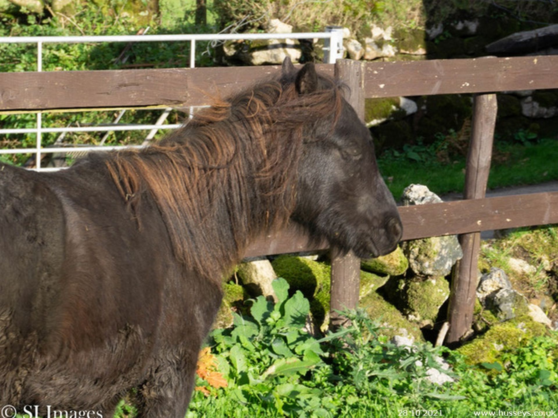 'BUSTY EMSWORTHY' DARTMOOR HILL PONY GELDING YEARLING