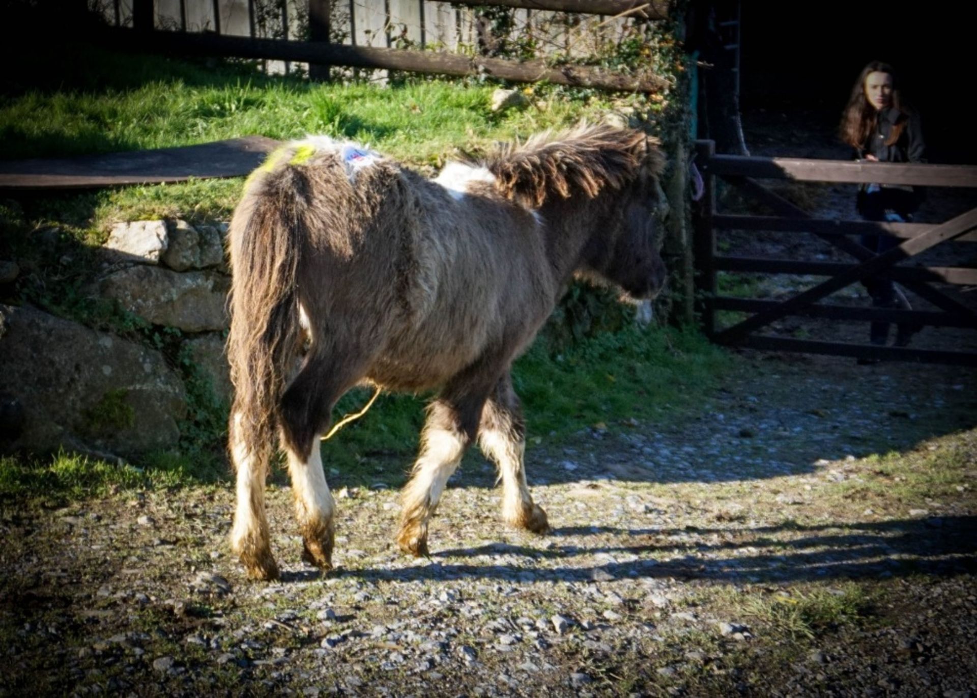 SHETLAND X DARTMOOR HILL PONY FILLY APPROX 6 MONTHS OLD - Image 2 of 2