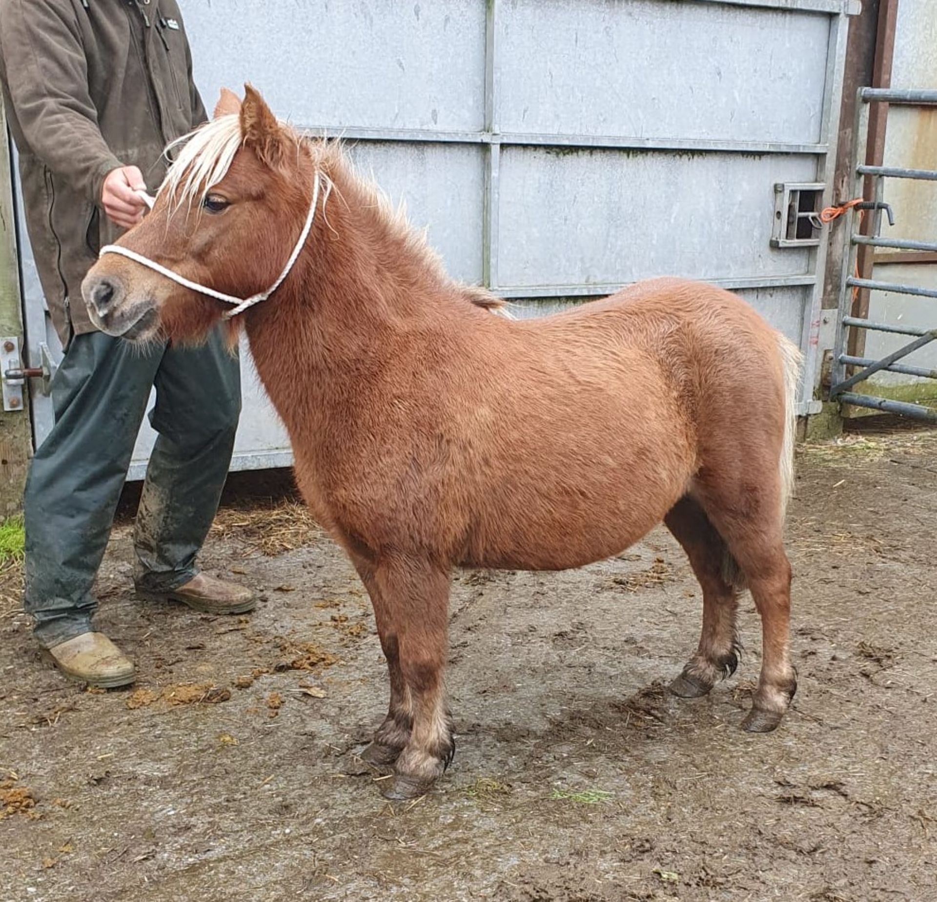 CHESTNUT SHETLAND MARE 10 YRS OLD REGISTERED WITH THE BRITISH SPOTTED PONY SOCIETY - Image 4 of 12