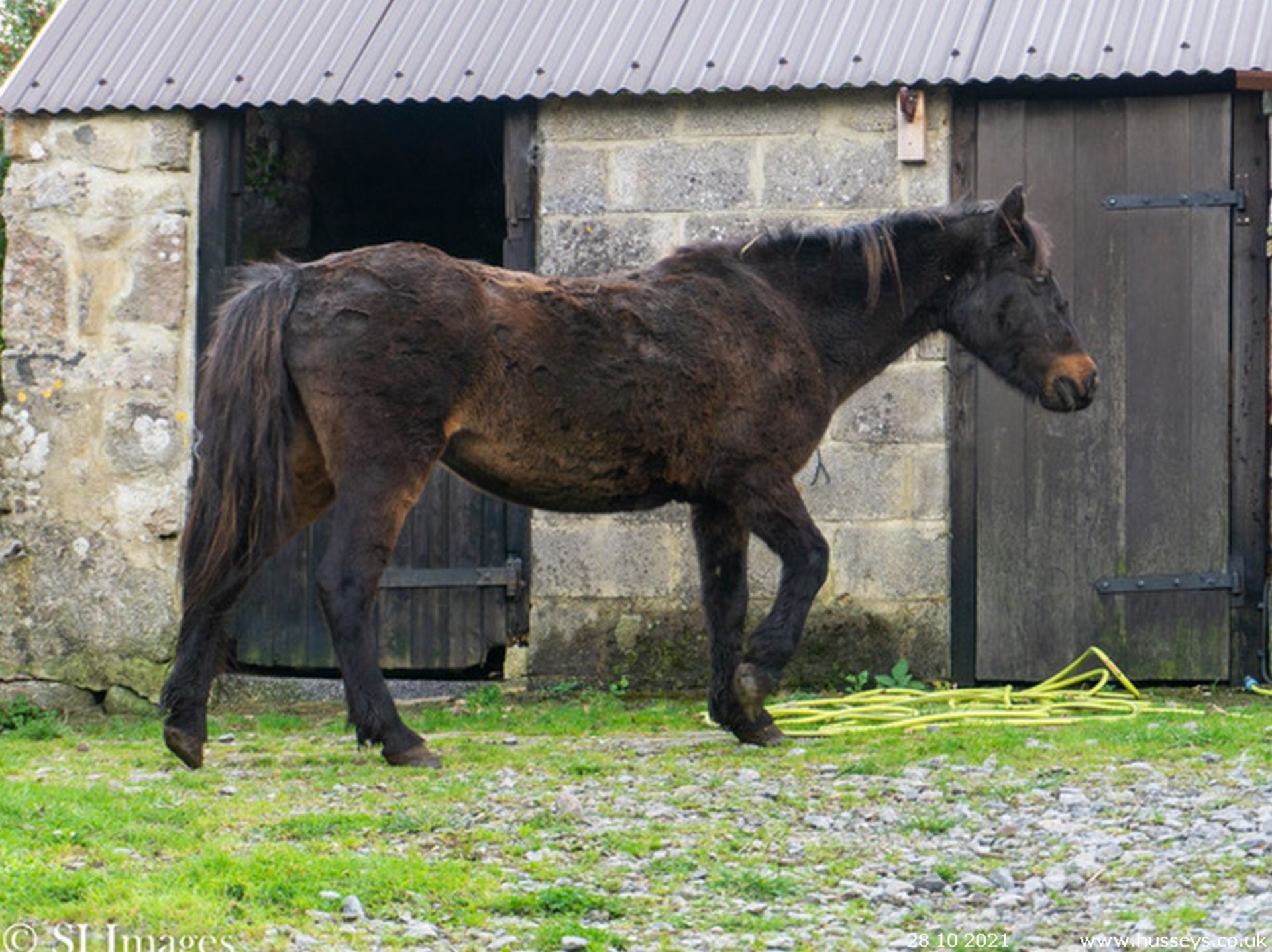 'RUNNAGE DOLLY' DARTMOOR HILL PONY MARE - Image 2 of 4