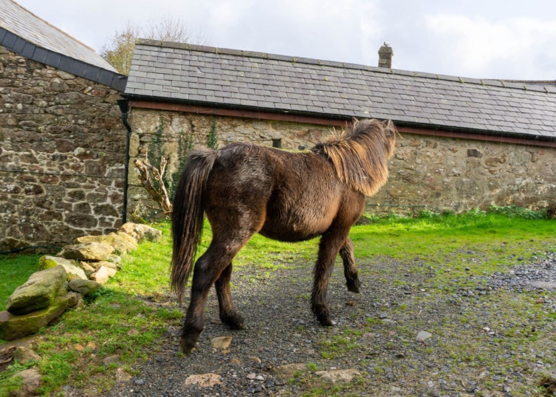 DARTMOOR HILL PONY DARK BAY COLT 18 MONTHS OLD - Image 2 of 4