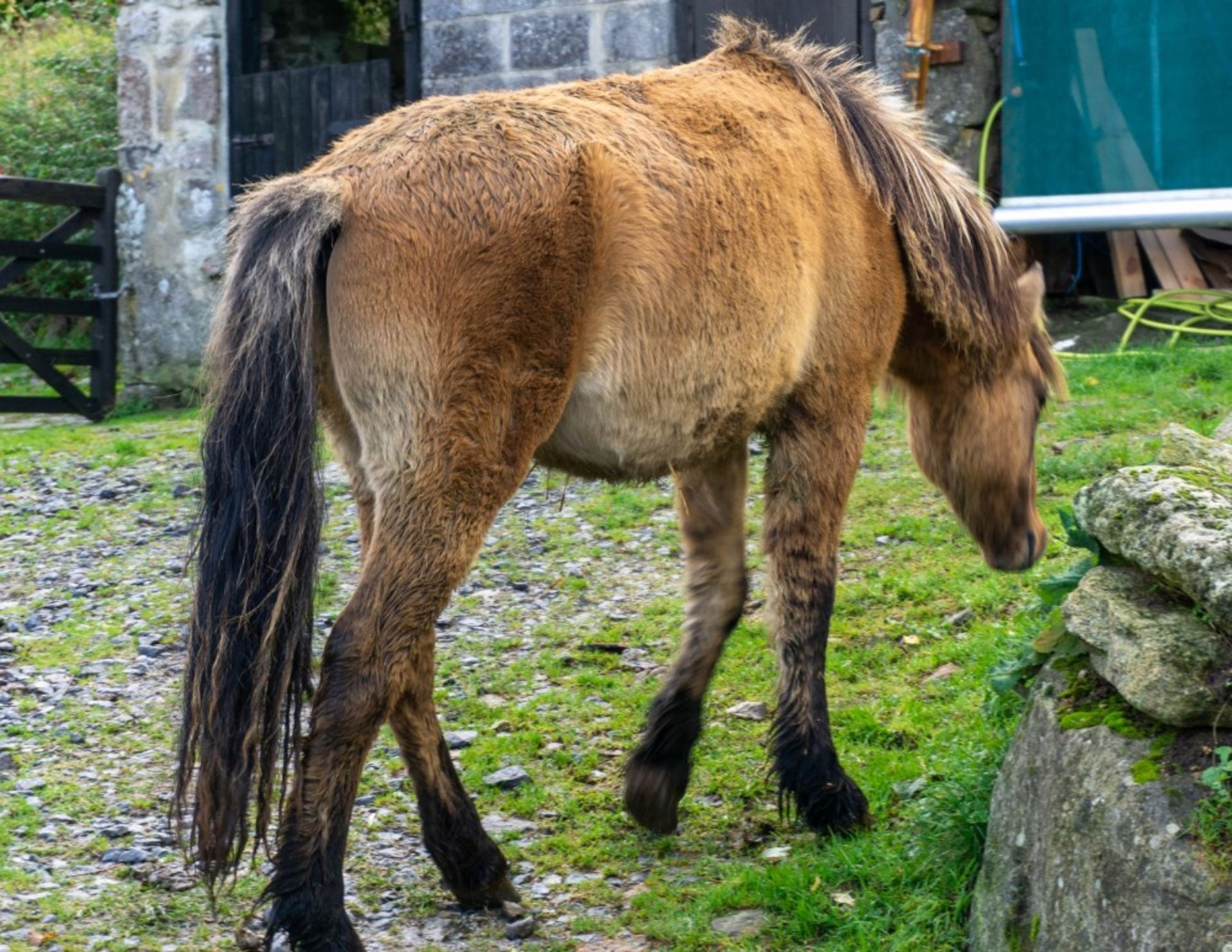 DARTMOOR HILL PONY COLT APPROX 18 MONTHS OLD - Image 2 of 2