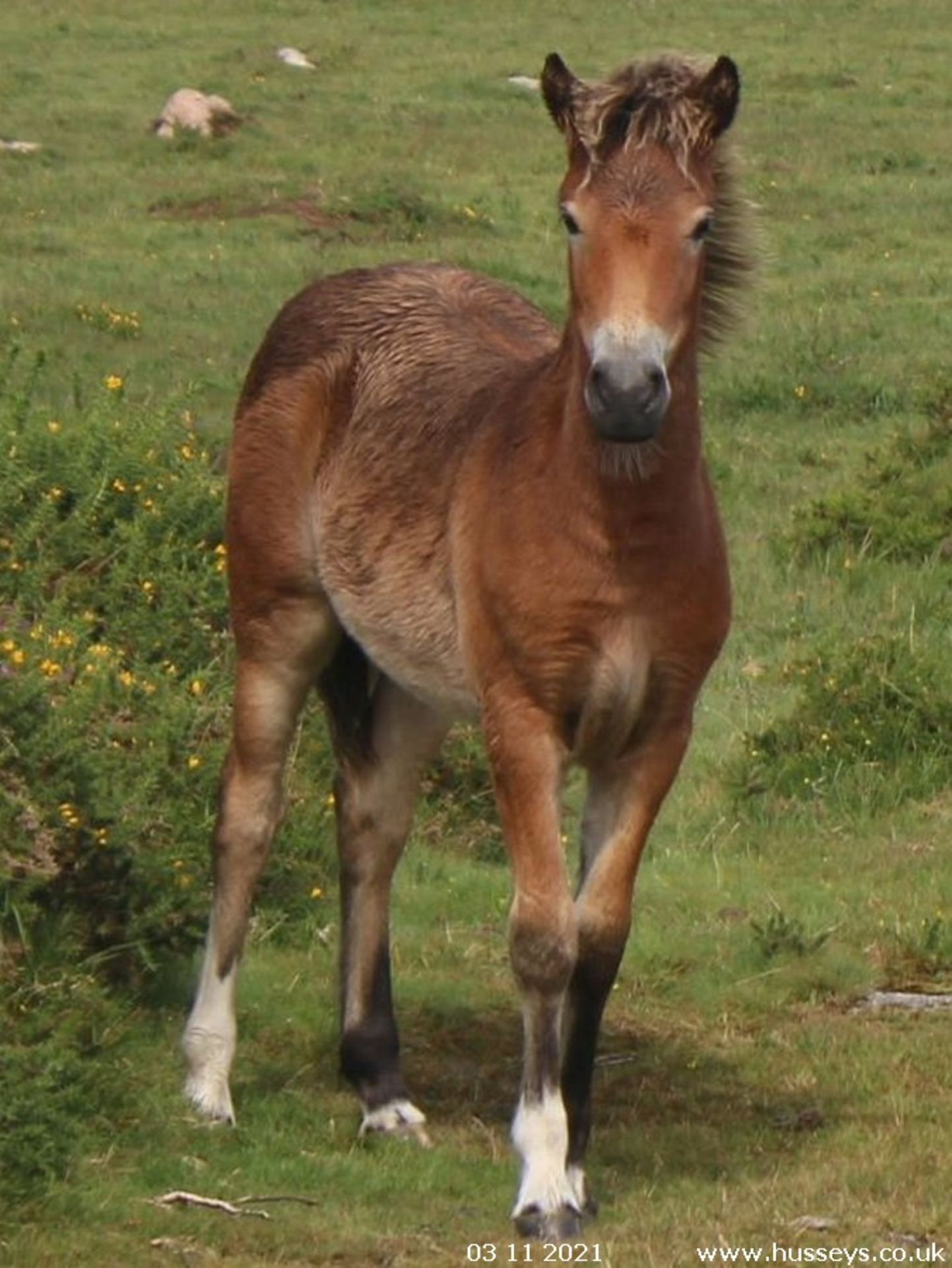 'AISH TOR HEATHER' DARTMOOR HILL PONY FILLY 7 MONTHS OLD - Image 2 of 6