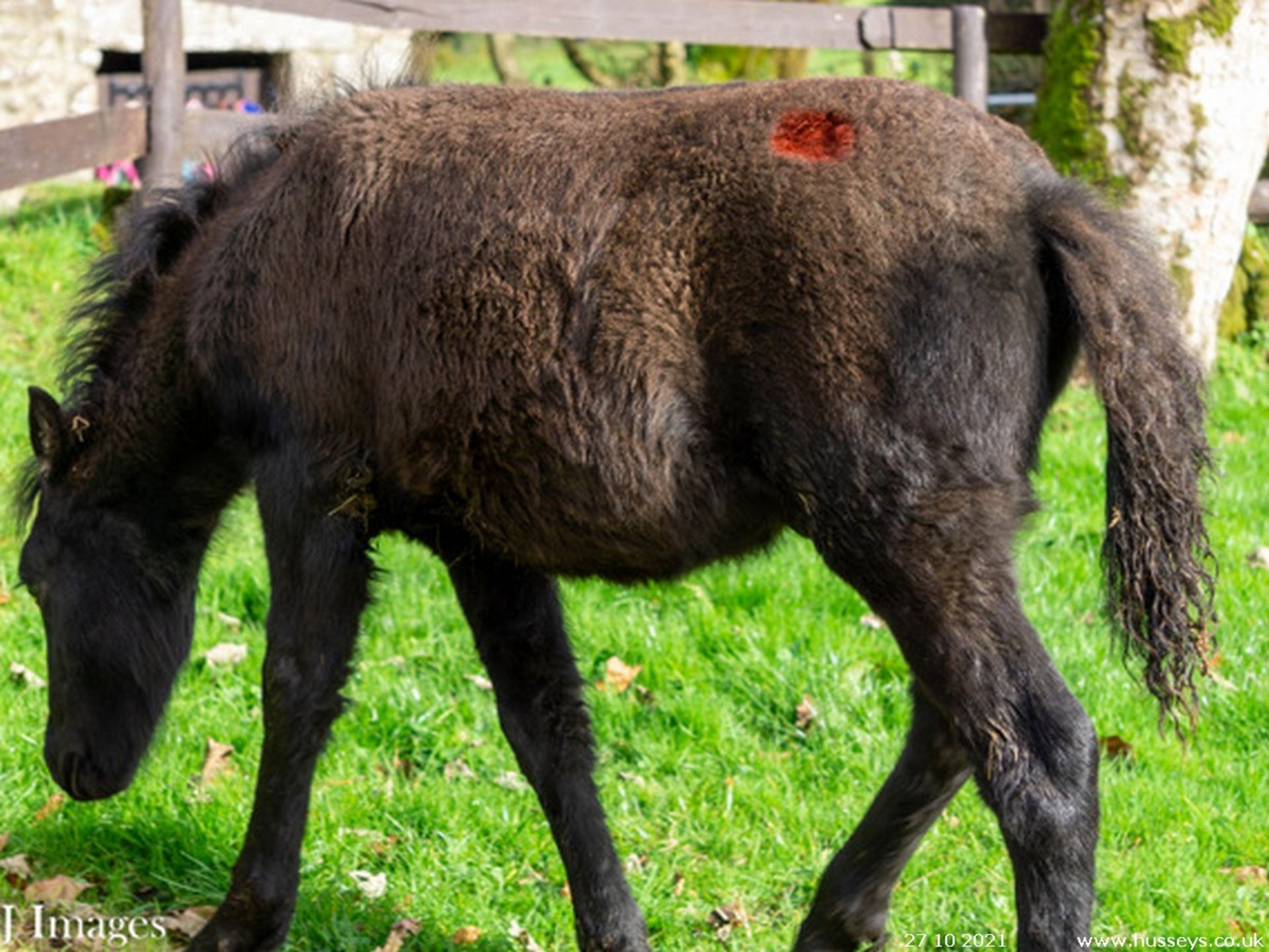 DARTMOOR HILL PONY COLT APPROX 6 MONTHS OLD - Image 2 of 3