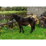 DARTMOOR HILL PONY FILLY APPROX 1 OR 2 YEARS OLD