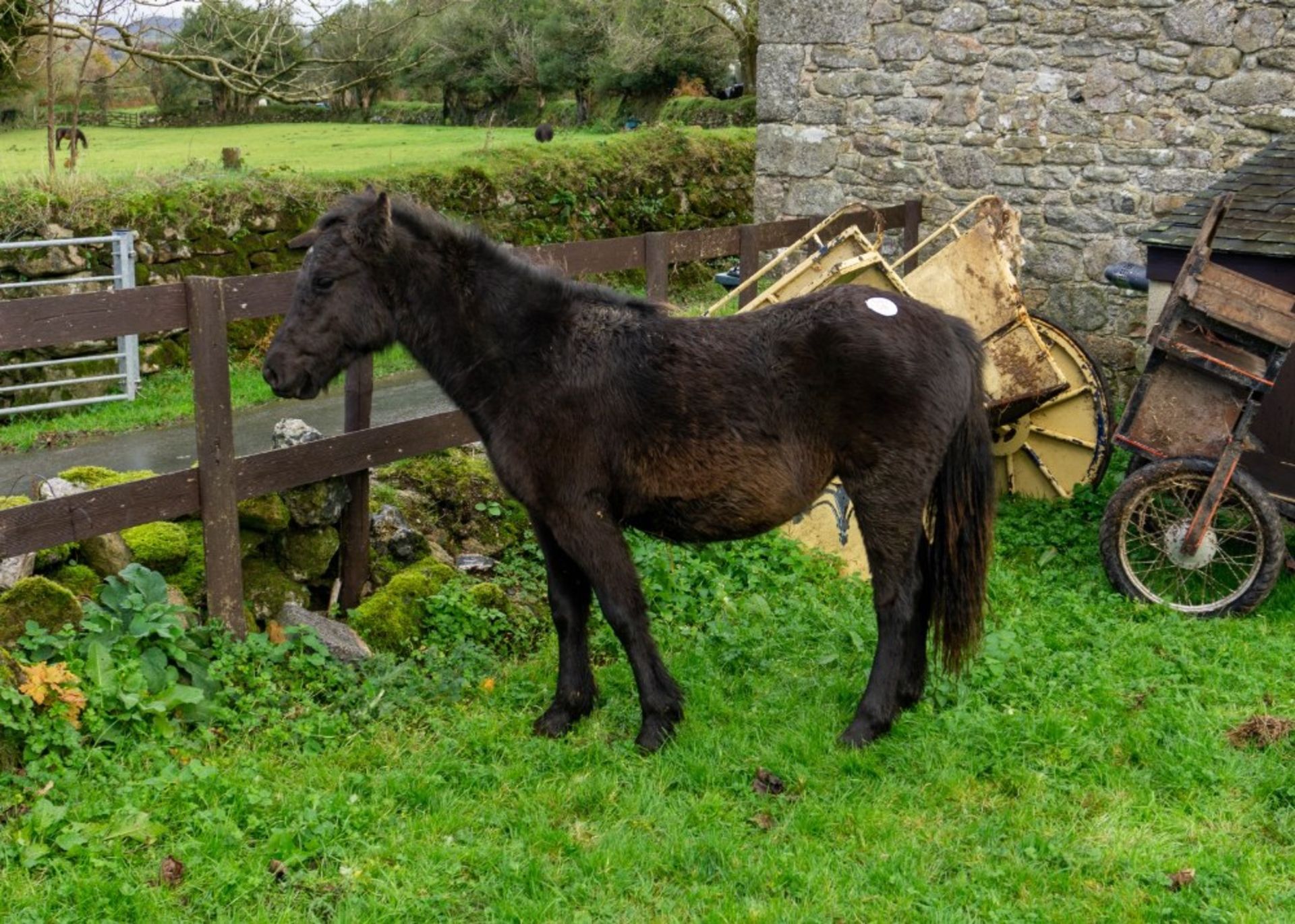 DARTMOOR HILL PONY FILLY APPROX 1 OR 2 YEARS OLD