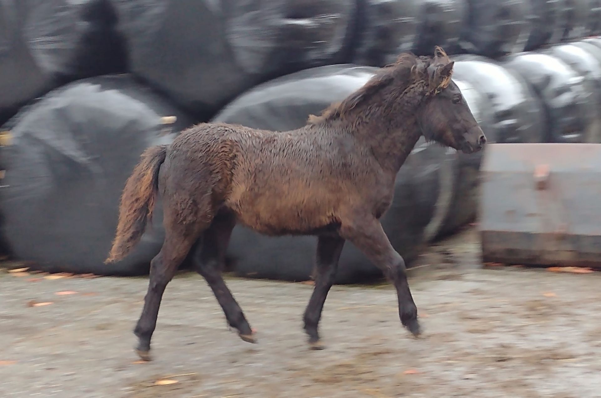 'BLACKATOR KEIRA' DARTMOOR HILL PONY DARK BAY FILLY APPROX 6 MONTHS OLD - Image 2 of 10