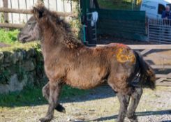 DARTMOOR HILL PONY FILLY APPROX 6 MONTHS OLD