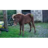 DARTMOOR HILL PONY CHESTNUT COLT APPROX 18 MONTHS OLD