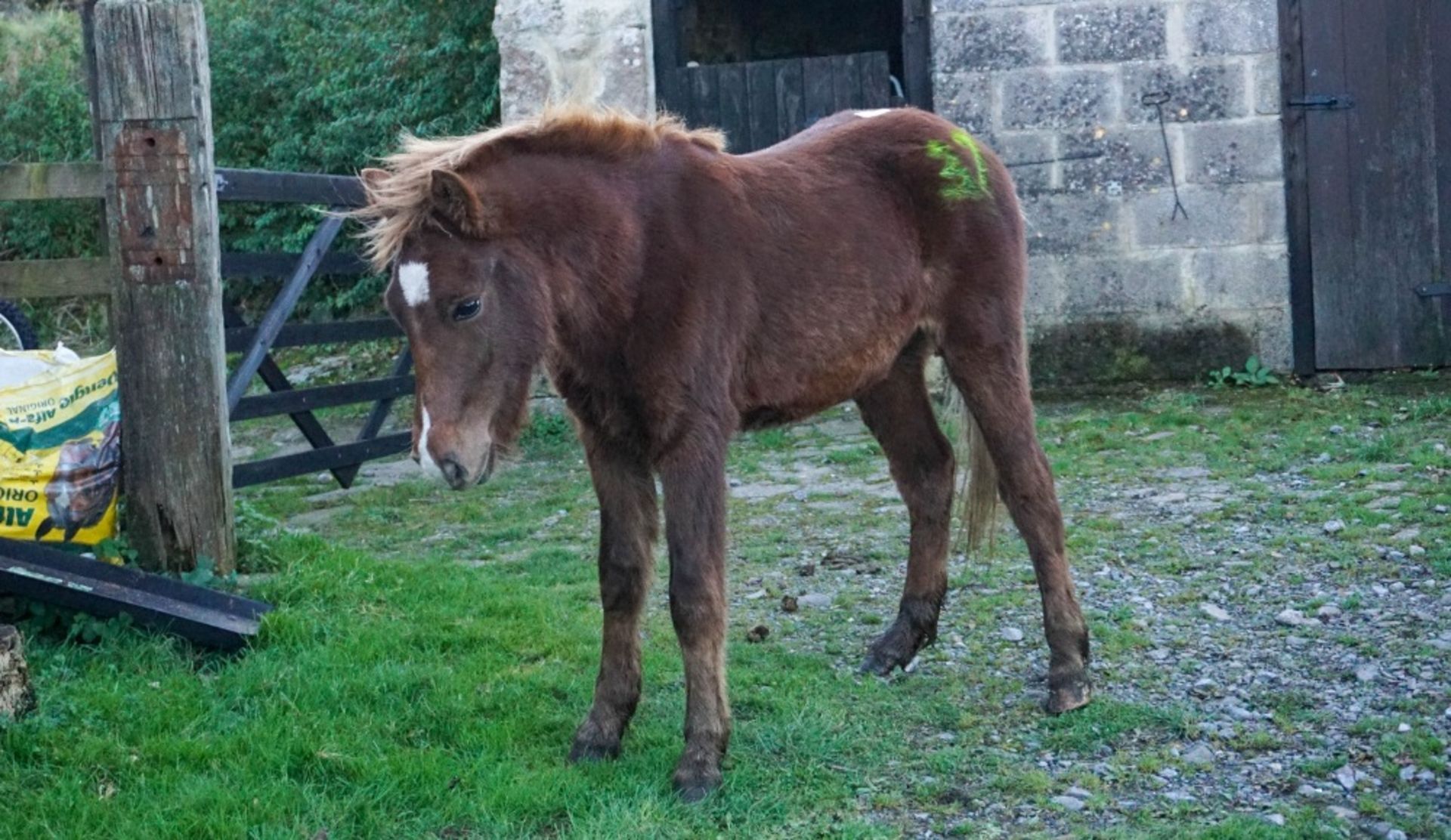 DARTMOOR HILL PONY CHESTNUT COLT APPROX 18 MONTHS OLD