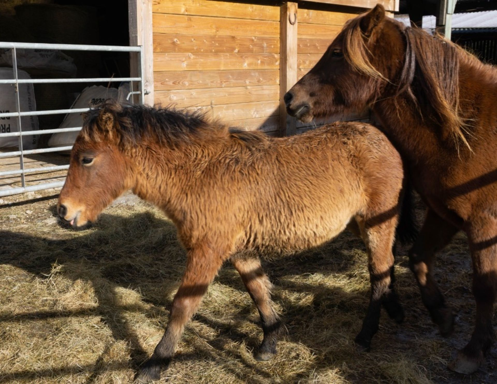 'CHINKWELL MANOR' DARTMOOR HILL PONY BAY COLT APPROX 6 MONTHS OLD - Image 2 of 2