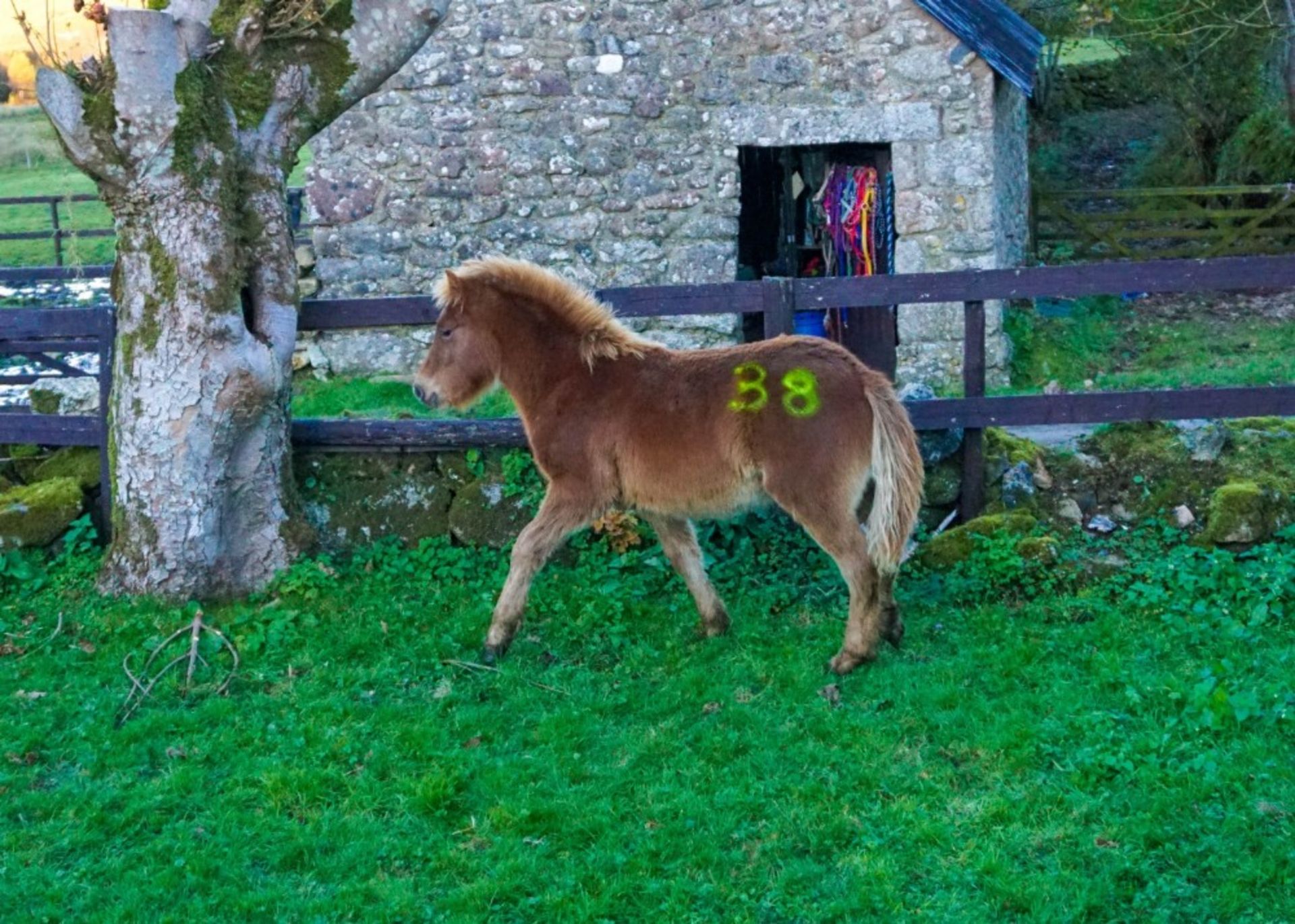 DARTMOOR HILL PONY CHESTNUT COLT APPROX 6 MONTHS OLD - Image 3 of 4