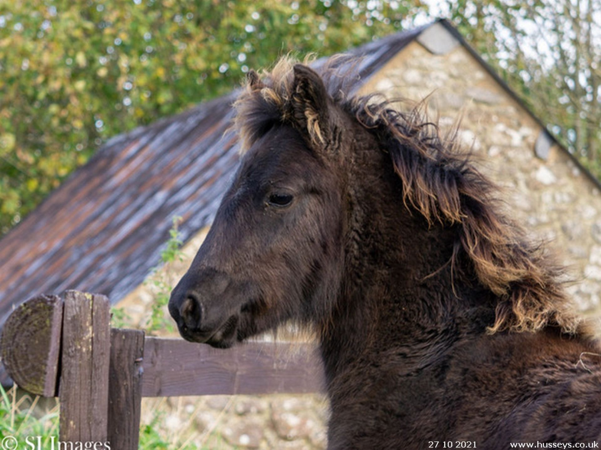 DARTMOOR HILL PONY FILLY APPROX 6 MONTHS OLD - Image 2 of 3
