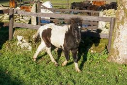 'SHERRIL POPS' DARTMOOR HILL PONY PIEBALD COLT APPROX 6 MONTHS OLD