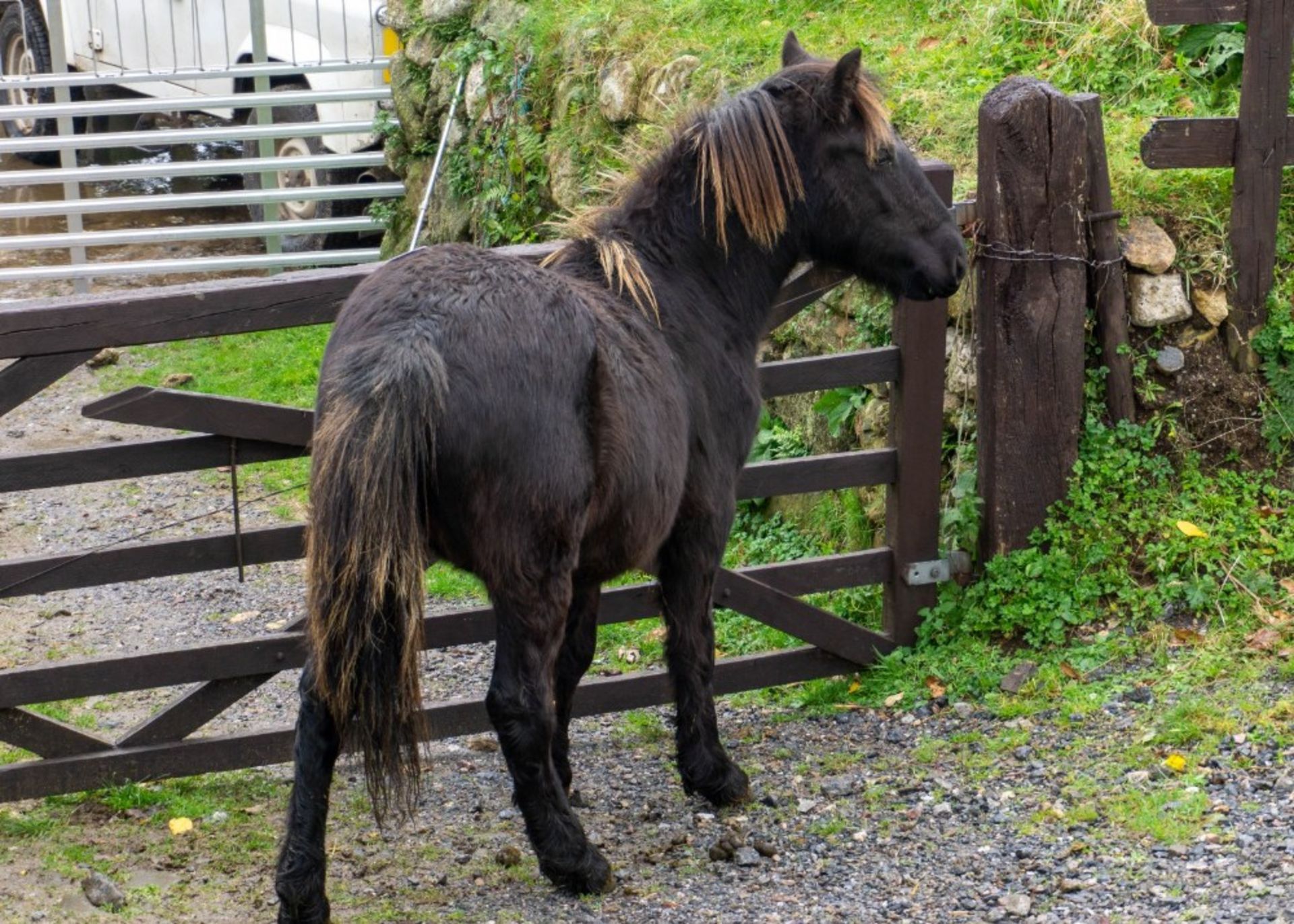 DARTMOOR HILL PONY COLT YEARLING - Image 4 of 5