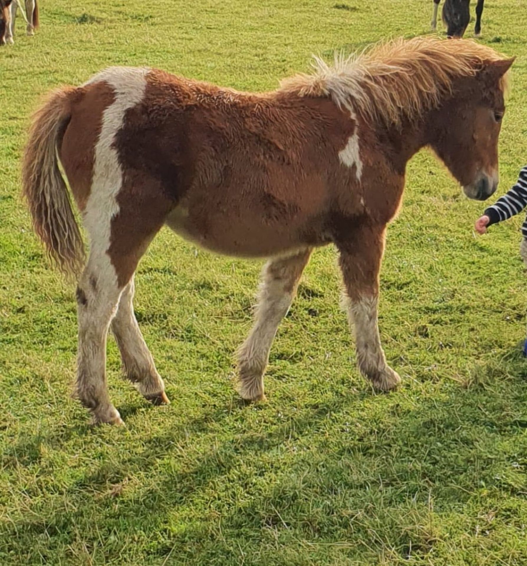 DARTMOOR HILL PONY CHESTNUT & WHITE FILLY APPROX 7 MONTHS OLD - Image 4 of 4