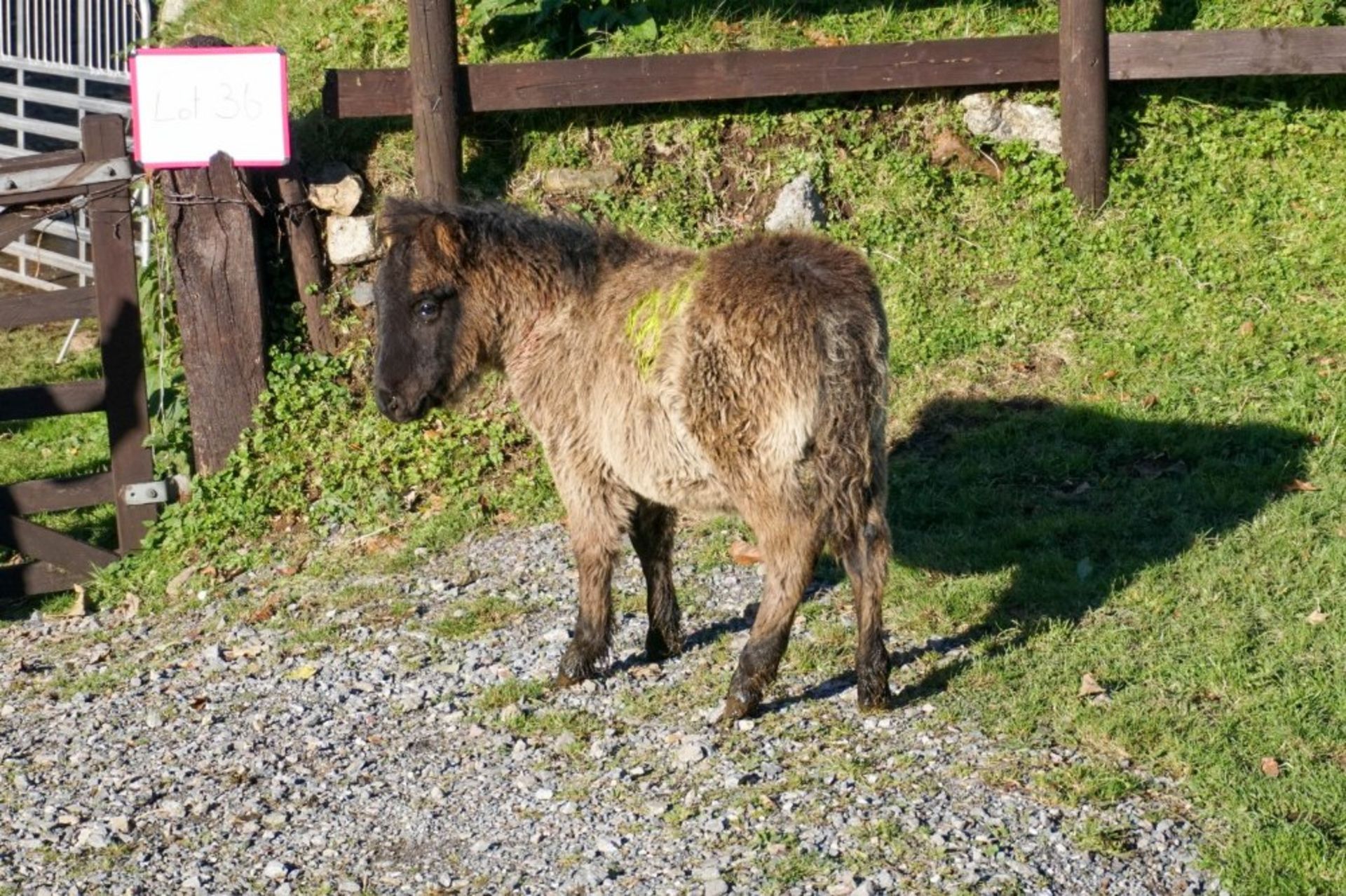 SMALL SHETLAND FILLY APPROX 6 MONTHS OLD - Image 2 of 2