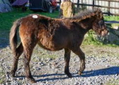 SHETLAND X DARTMOOR HILL PONY FILLY APPROX 6 MONTHS OLD