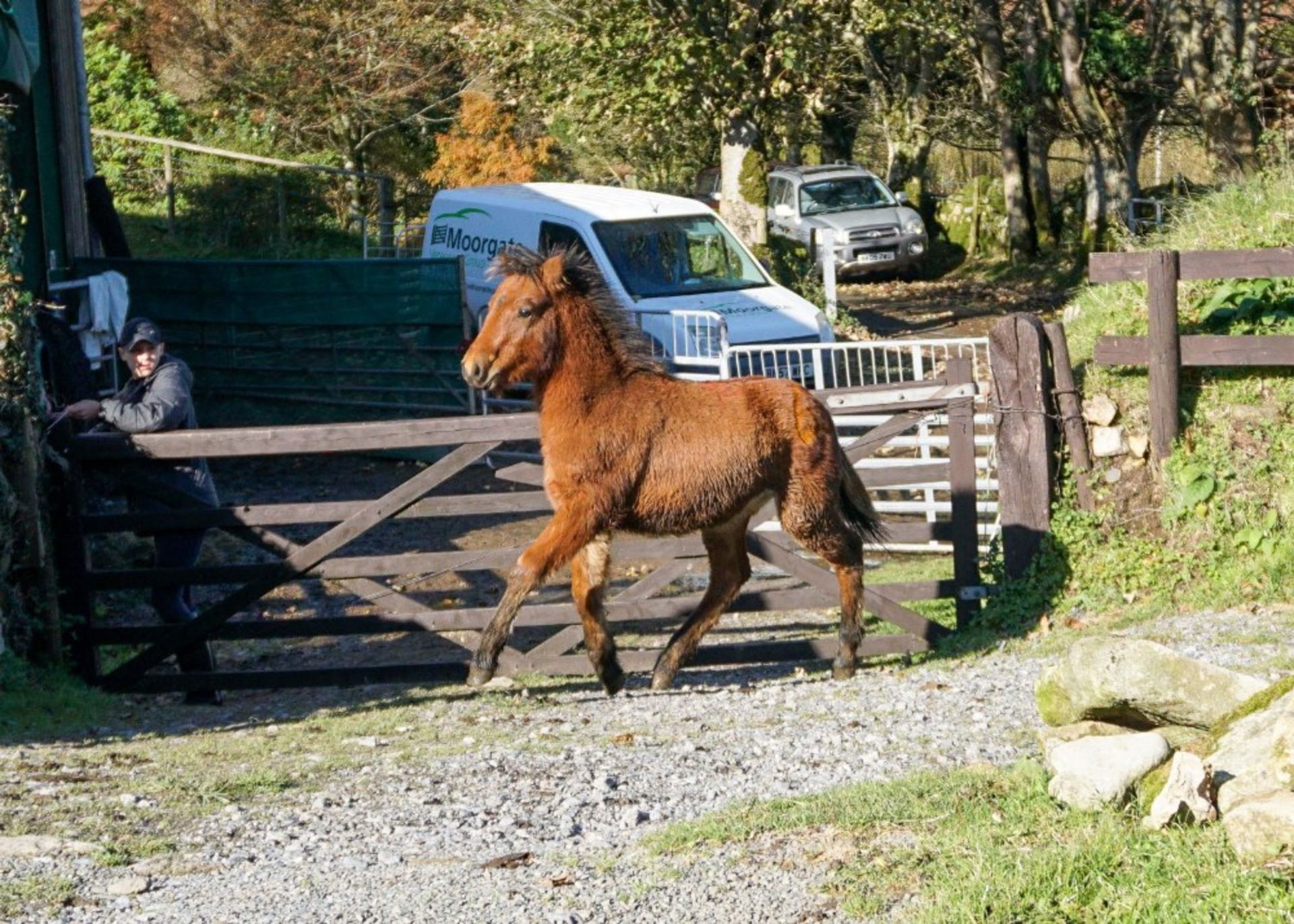 DARTMOOR HILL PONY COLT APPROX 6 MONTHS OLD