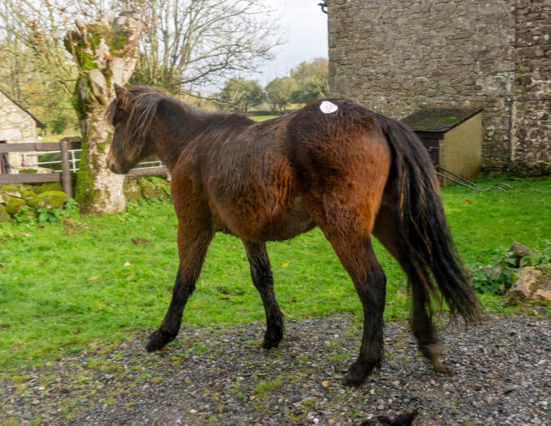 DARTMOOR HILL PONY COLT APPROX 18 MONTHS OLD - Image 2 of 5