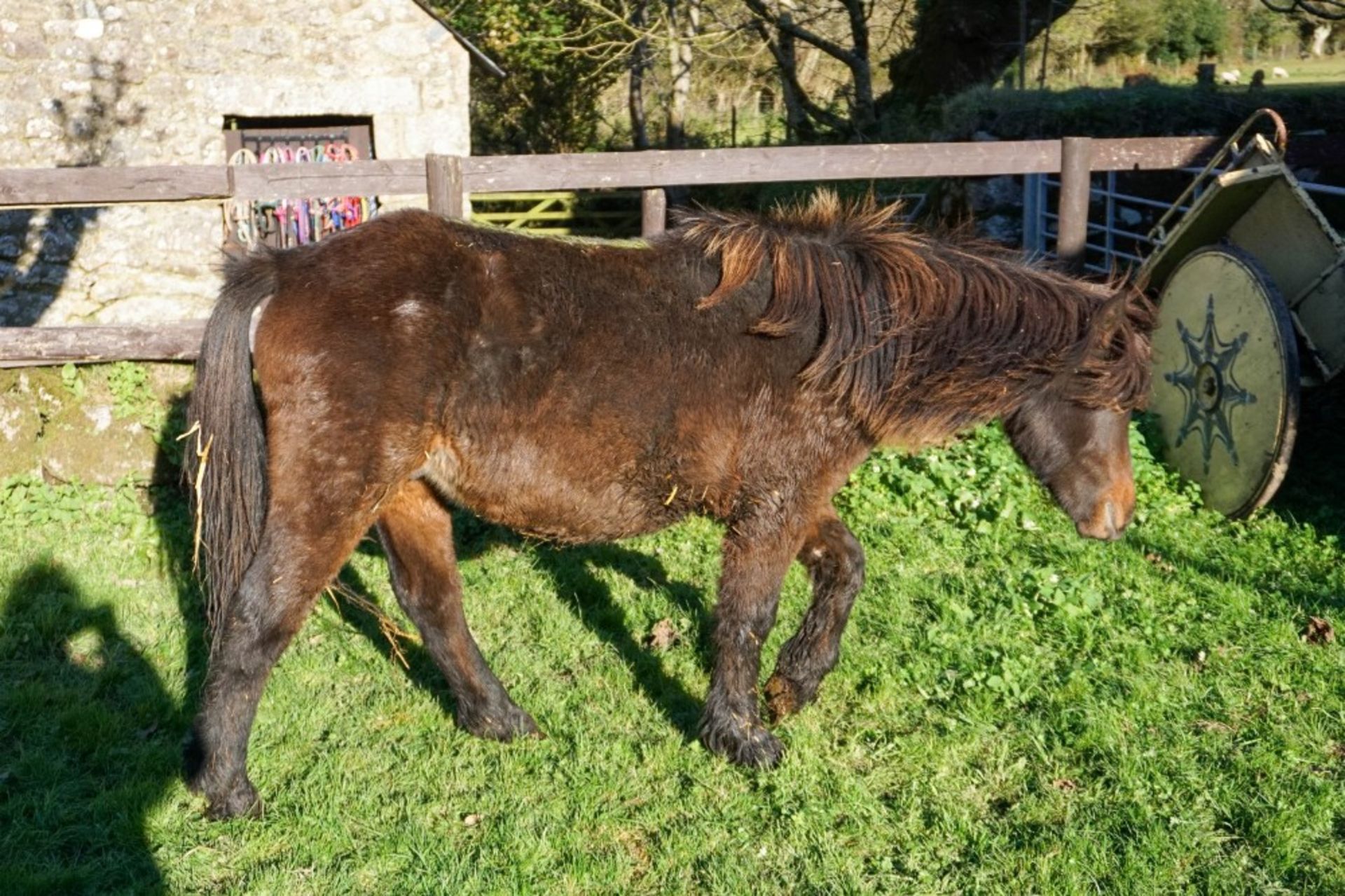 DARTMOOR HILL PONY DARK BAY COLT 18 MONTHS OLD - Image 3 of 4