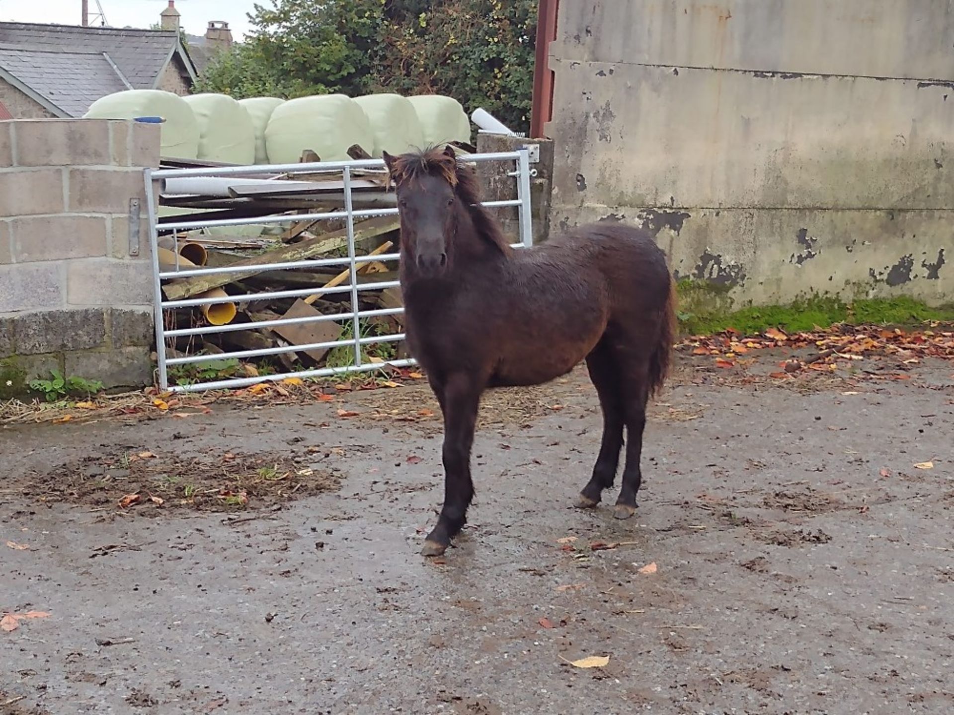 'BLACKATOR KEIRA' DARTMOOR HILL PONY DARK BAY FILLY APPROX 6 MONTHS OLD - Image 9 of 10