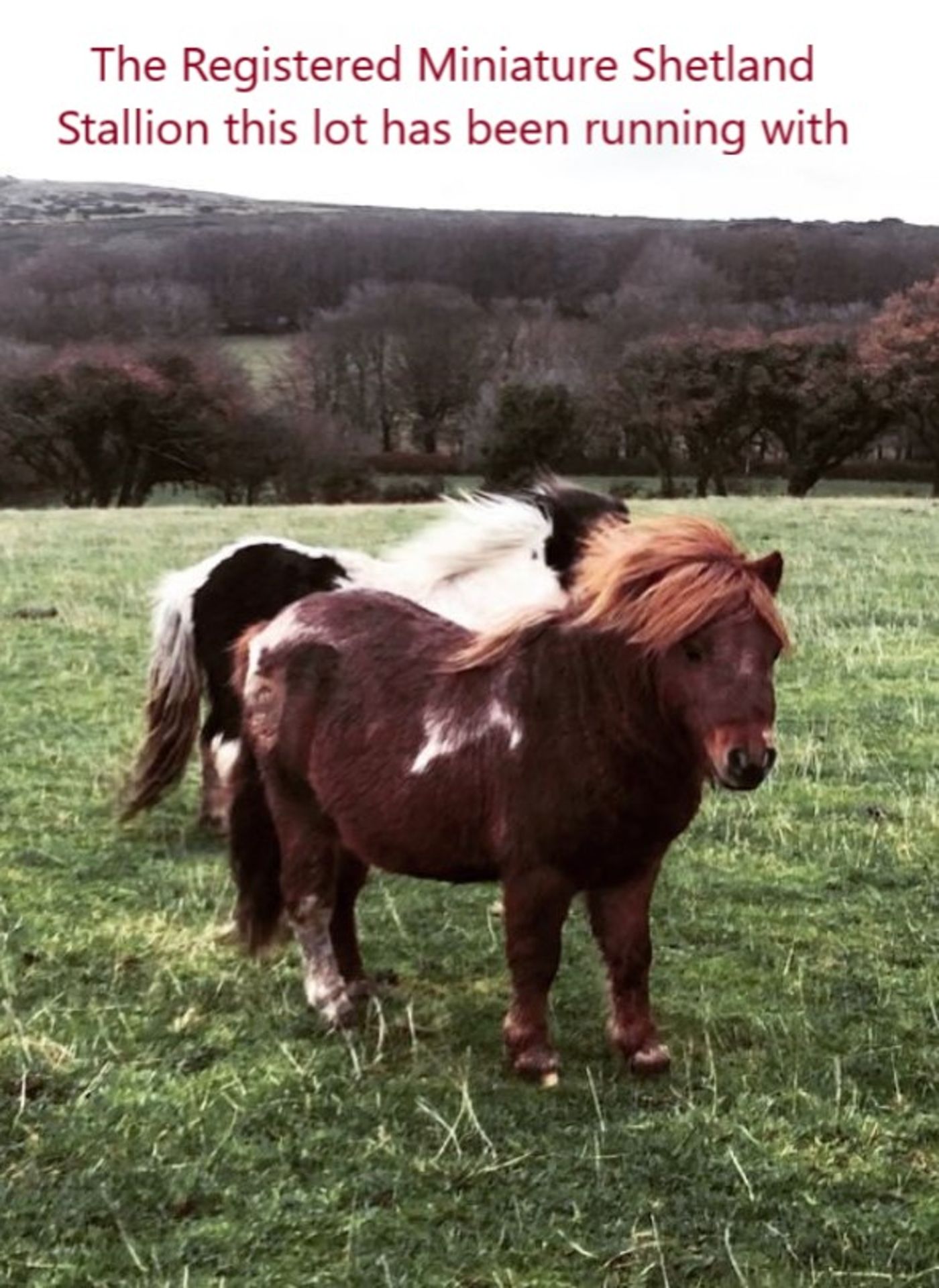 CHESTNUT SHETLAND MARE 10 YRS OLD REGISTERED WITH THE BRITISH SPOTTED PONY SOCIETY - Image 12 of 12
