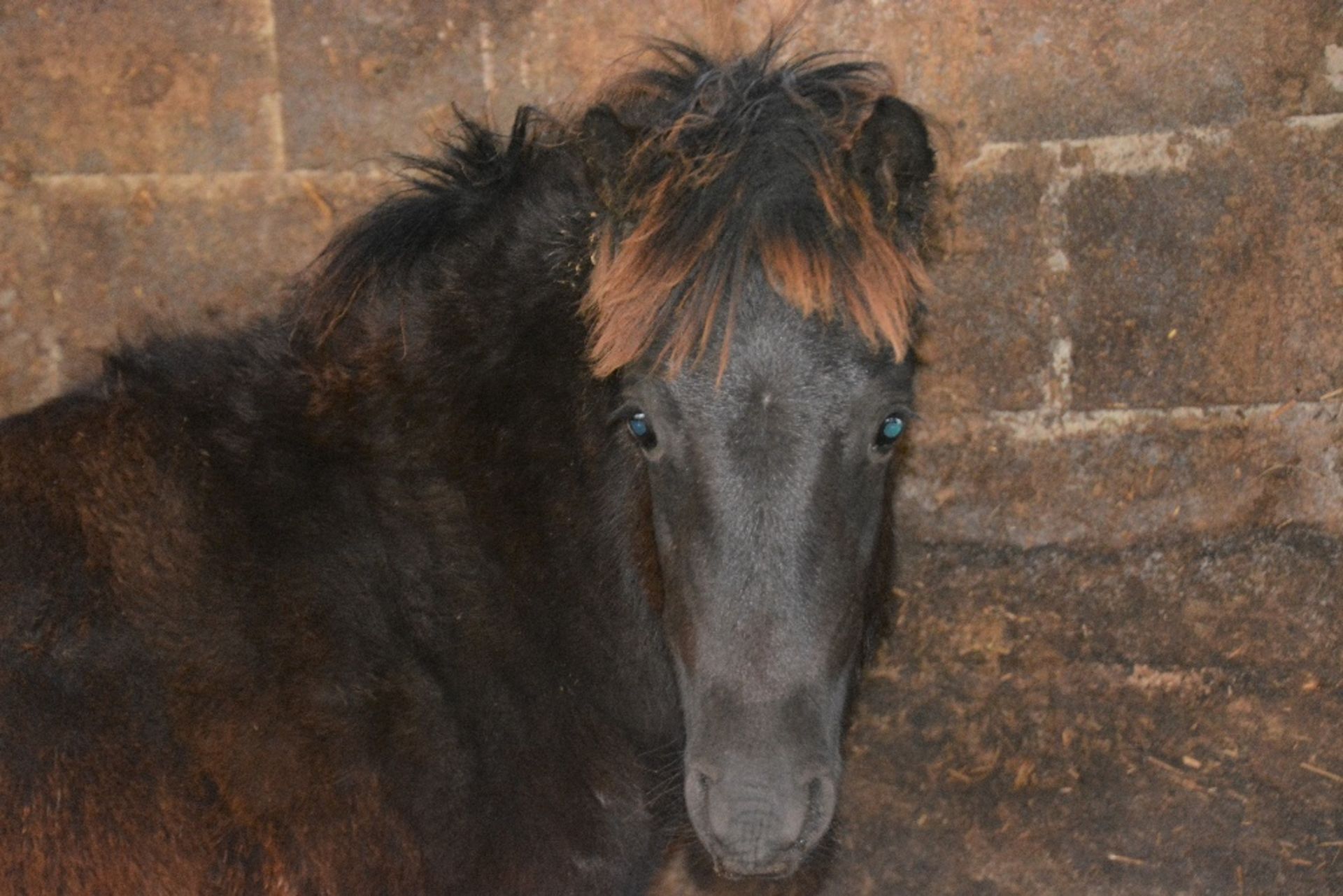 'BLACKATOR KEIRA' DARTMOOR HILL PONY DARK BAY FILLY APPROX 6 MONTHS OLD - Image 5 of 10