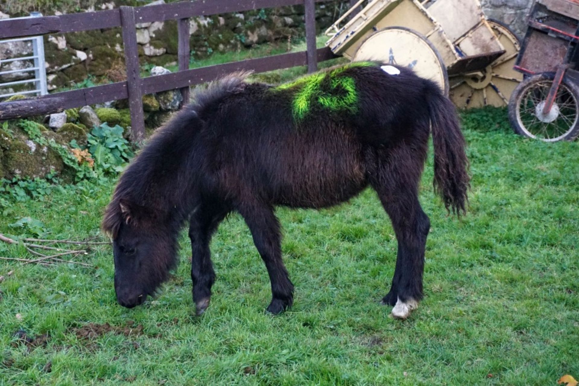 DARTMOOR HILL PONY FILLY APPROX 6 MONTHS OLD