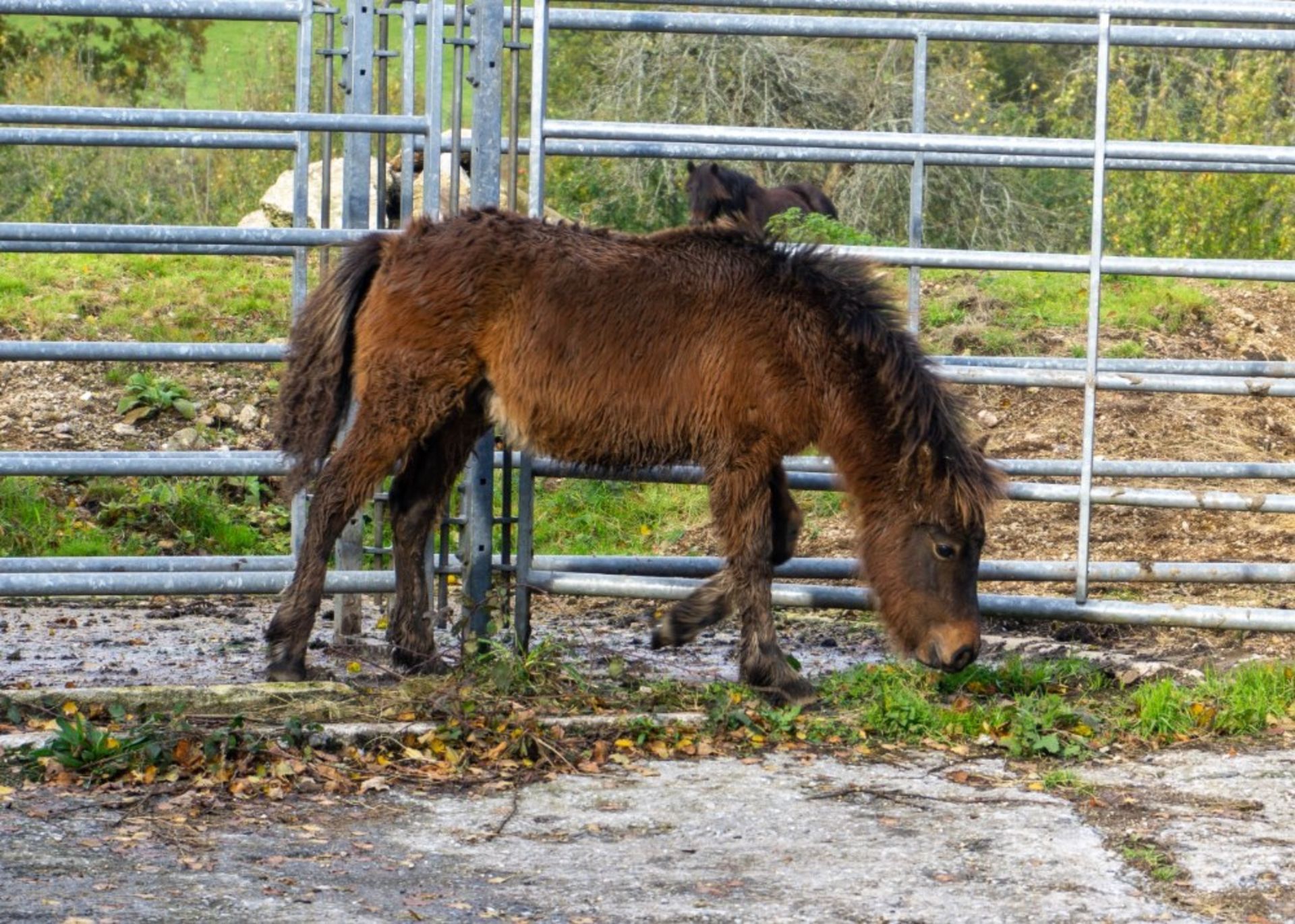 'CHINKWELL JAZZ'S LAD' DARTMOOR HILL PONY BAY COLT APPROX 6 MONTHS OLD - Image 2 of 2