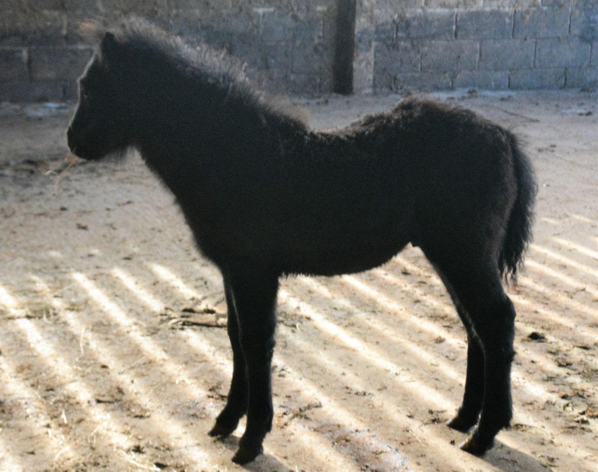 'BLACKATOR KIP' DARTMOOR HILL PONY GREY COLT APPROX 6 MONTHS OLD - Image 4 of 4