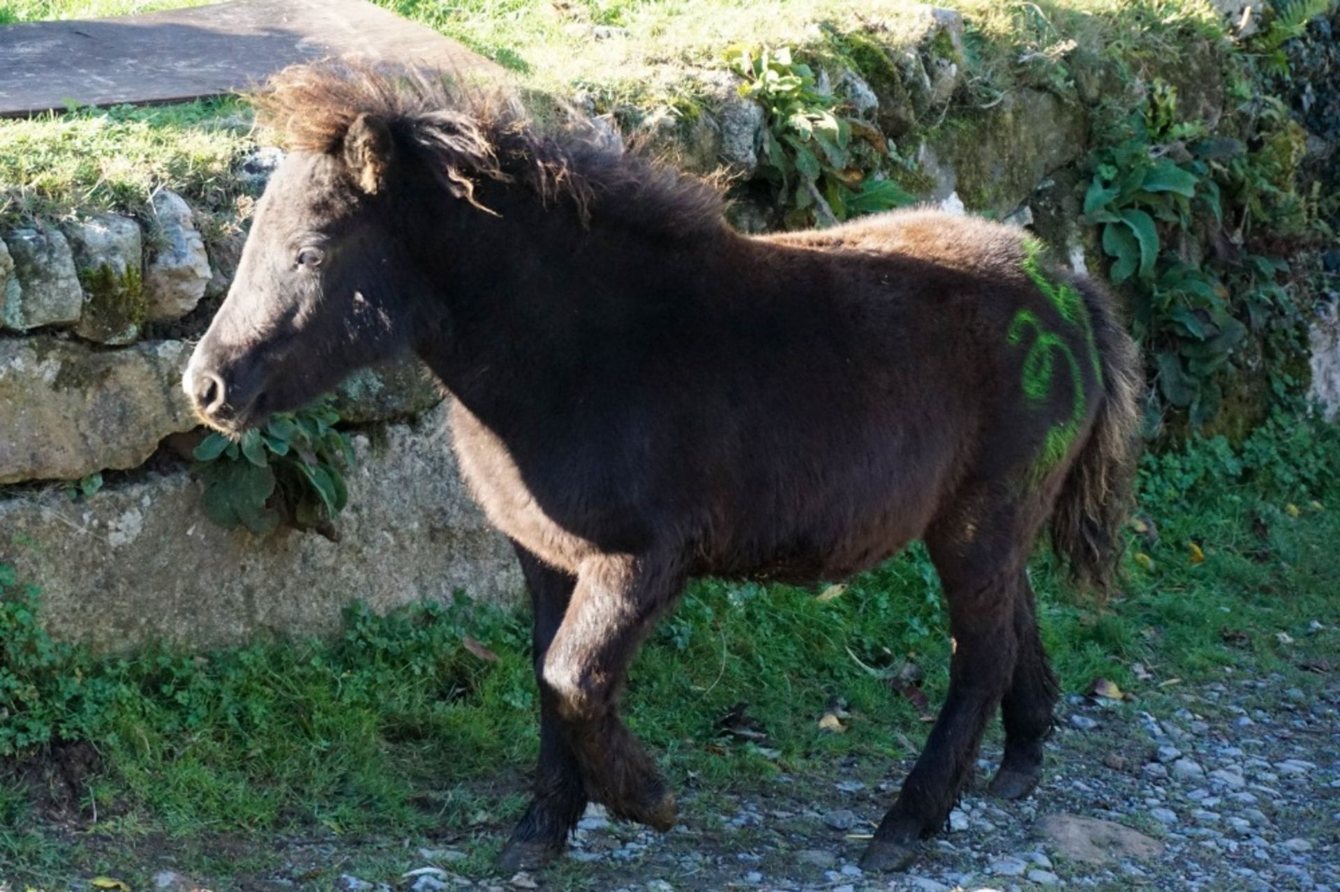 SHETLAND FILLY APPROX 6 MONTHS OLD - Image 2 of 3